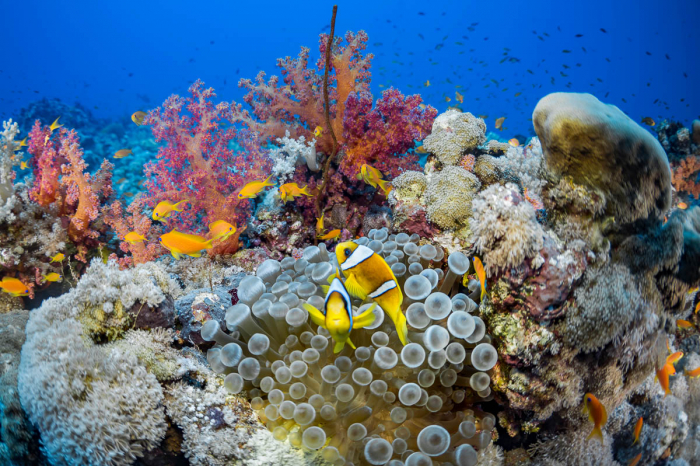 Saudi Arabia Scuba Diving 12