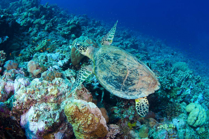 Saudi Arabia Scuba Diving 13