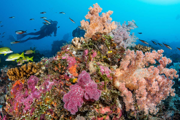 Aldabra Astove Cosmoledo Scuba Diving 6