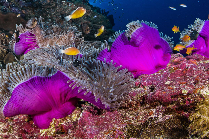 Aldabra Astove Cosmoledo Scuba Diving 8