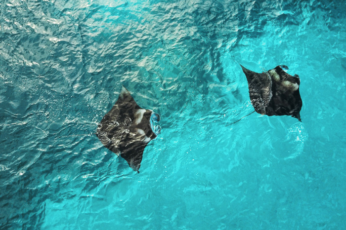 Alphonse Desroches Amirante Islands 12