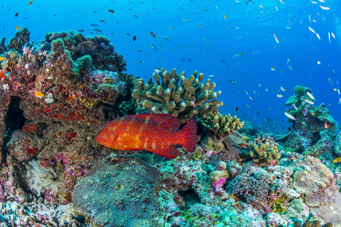 Alphonse Desroches Amirante Islands 14