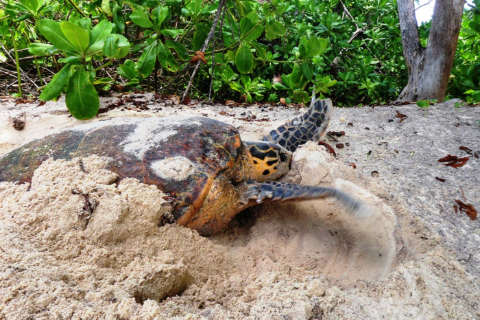 Constance Lemuria Seychelles 19