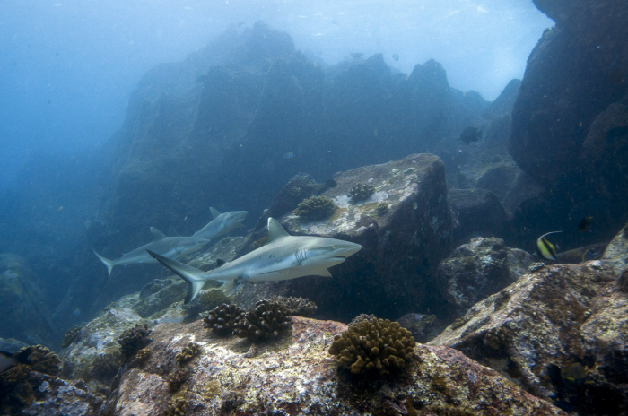 Praslin La Digue Scuba Diving 5