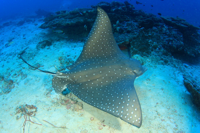Praslin La Digue Scuba Diving 6