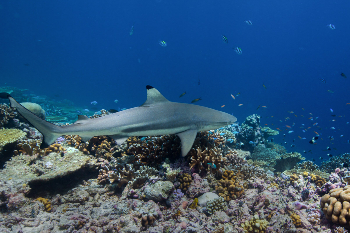 Praslin La Digue Scuba Diving 7