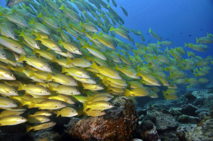 Praslin La Digue Scuba Diving 8