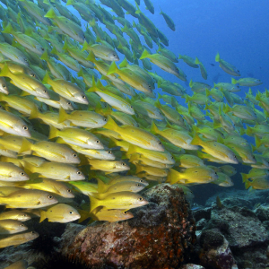 Praslin La Digue Scuba Diving 8
