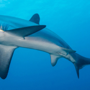 Species Thresher Shark