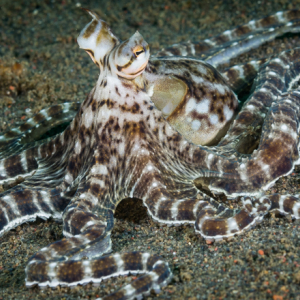 Species Mimic Octopus