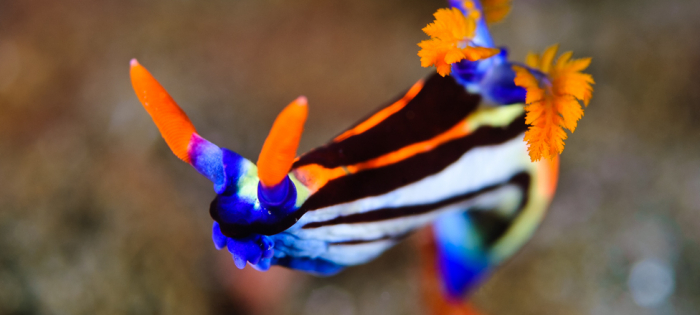 Species Nudibranch