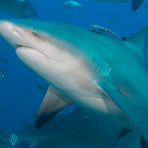 maldives shark tour Species Bull Shark