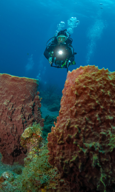 St Kitts Nevis Saba Eustatius Portrait