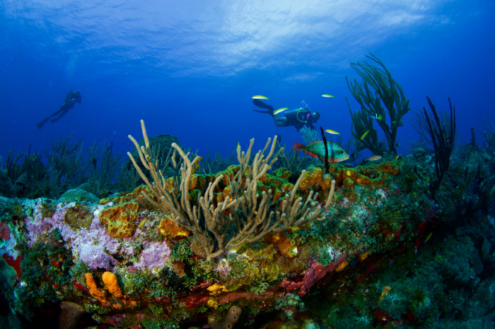 St Kitts Nevis Saba Eustatius Scuba Diving 5