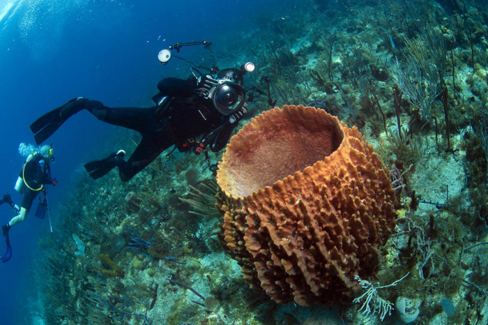 St Kitts Nevis Saba Eustatius Scuba Diving 8