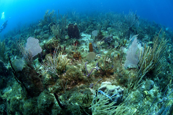 St Kitts Nevis Saba Eustatius Scuba Diving 9