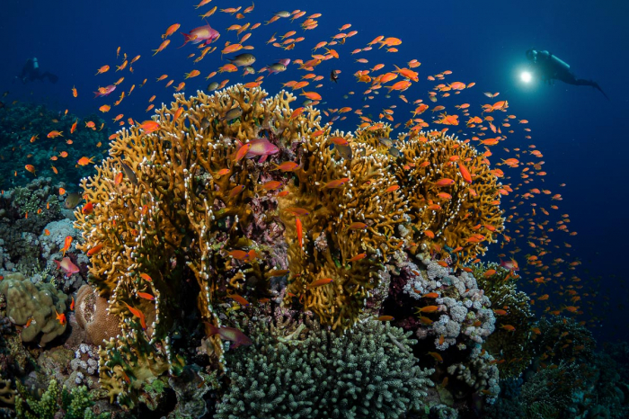 Sudan North South Scuba Diving 3