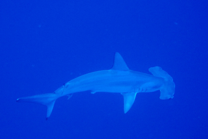 Sudan North South Scuba Diving 19