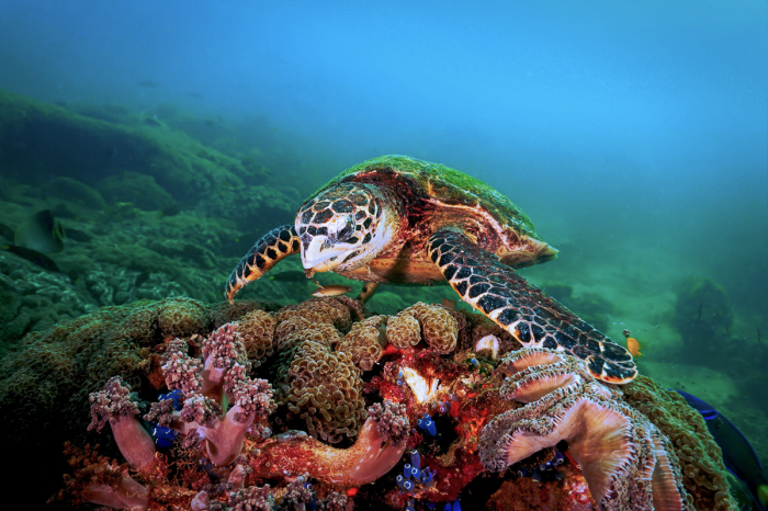 Koh Lipe Tarutao Scuba Diving Thailand 9