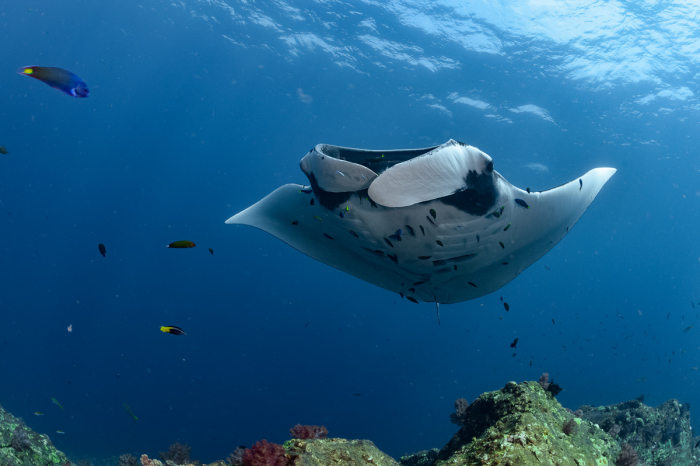 Phuket Phi Phi Krabi Lanta Scuba Diving Thailand 13