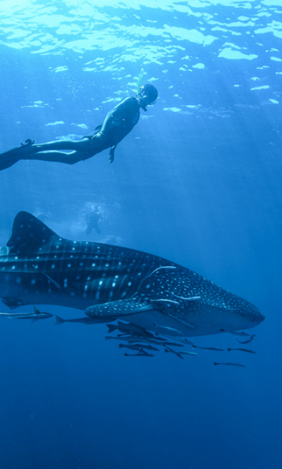 Similan Surin Islands Thailand Portrait