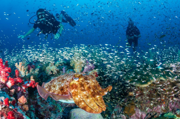 Similan Surin Richelieu Rock Scuba Diving 03