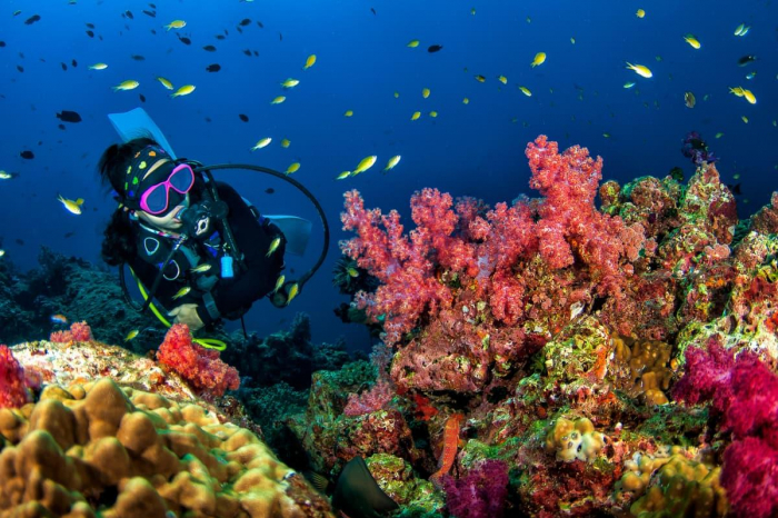 Similan Surin Richelieu Rock Scuba Diving 05