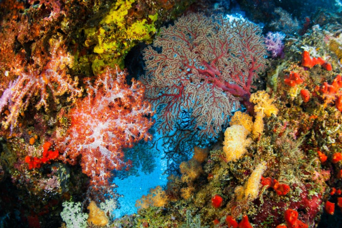 Similan Surin Richelieu Rock Scuba Diving 06