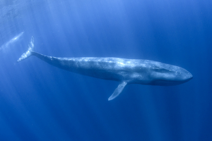 Timor Leste Dili Atauro Scuba Diving Blue Whale