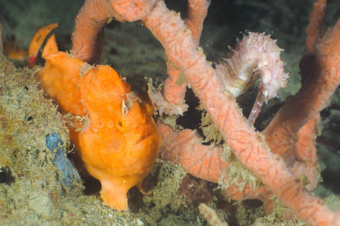 Timor Leste Dili Atauro Scuba Diving Tasi Tolu