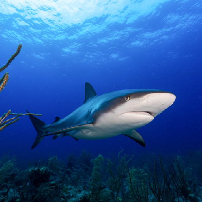 Turks Caicos Scuba Diving Sandbore Channel