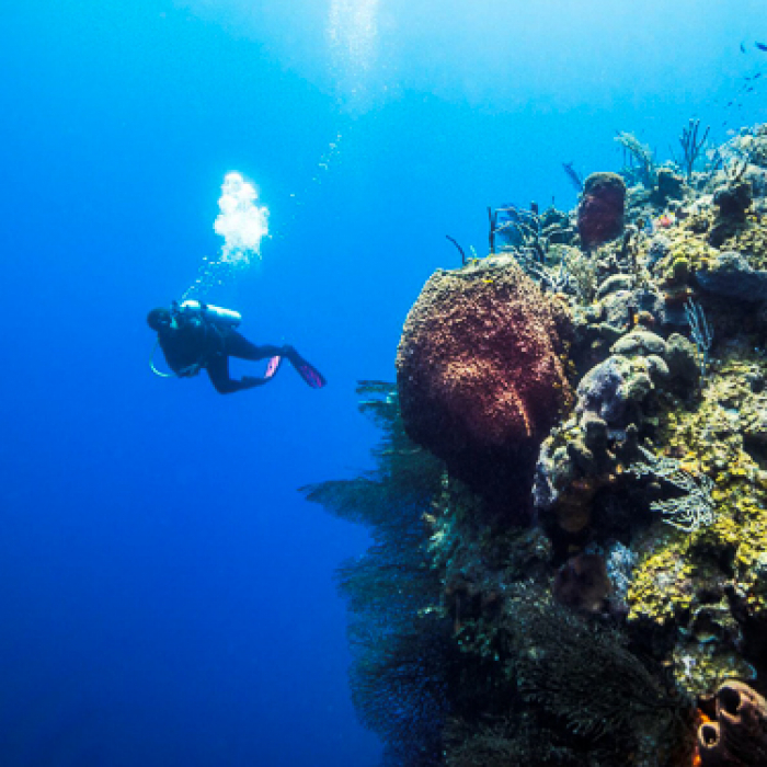 Turks Caicos Scuba Diving Walls