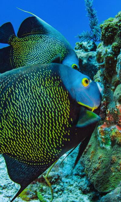 Turks Caicos Scuba Diving Portrait