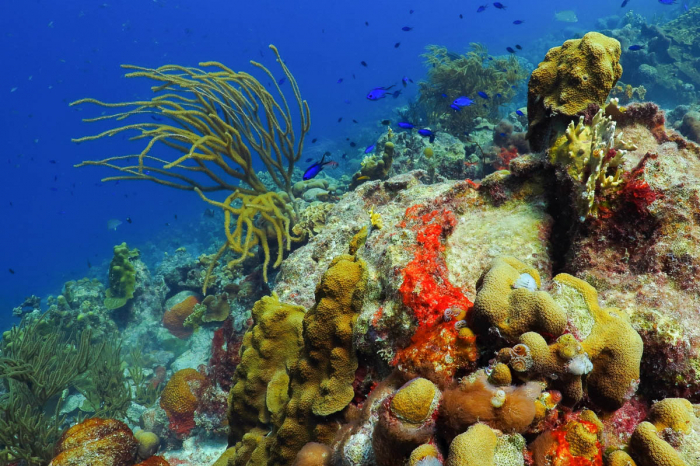 Scuba diving in Grand Turk Island | ZuBlu