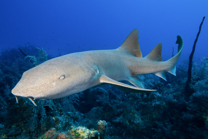 Providenciales Caicos Islands Scuba Diving 4