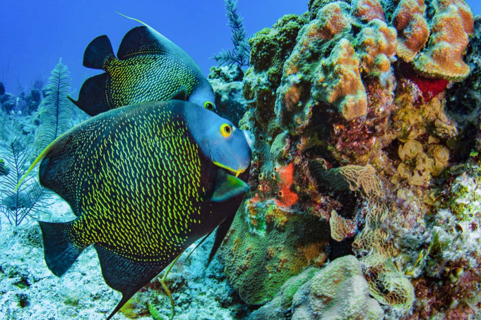Providenciales Caicos Islands Scuba Diving 5
