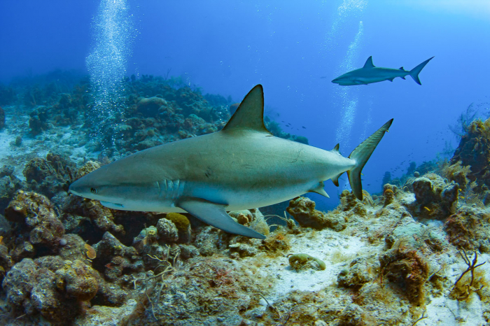 Providenciales Caicos Islands Scuba Diving 9