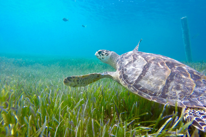 Providenciales Caicos Islands Scuba Diving 11