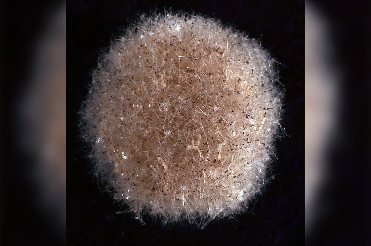 A specimen of Abyssalia, a new genus of Foraminifera. (Image source: New York Post)