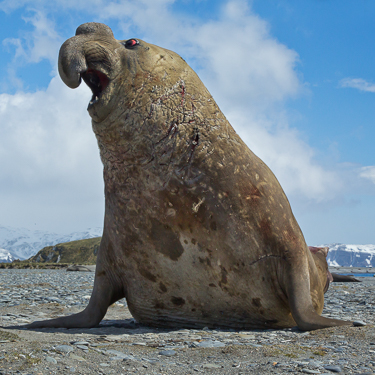 Encounter half of the world’s southern elephant seals Image