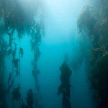 Scuba dive in kelp forests with fur seals Image