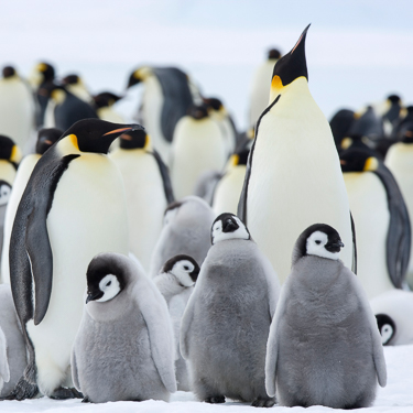 Spot thousands of breeding emperor penguins Image