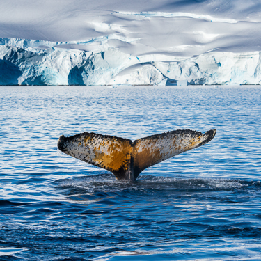 Antarctic Whale