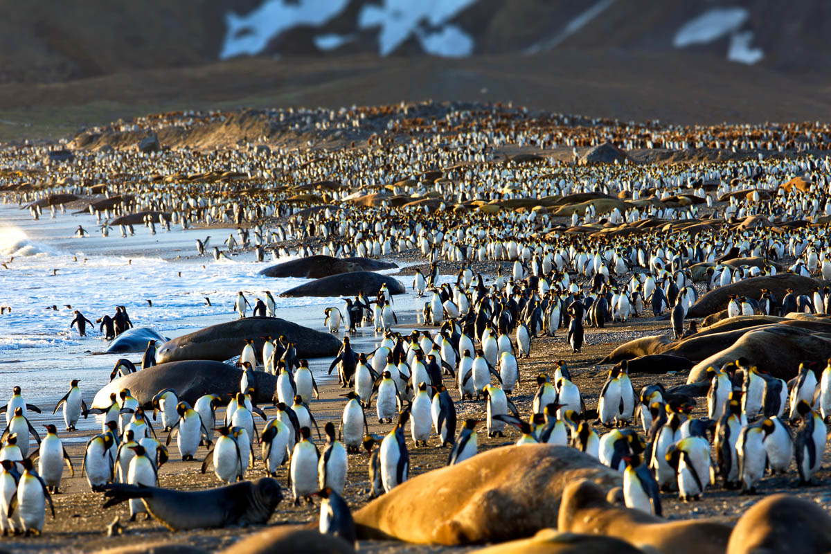 South Georgia South Sandwich Islands 13