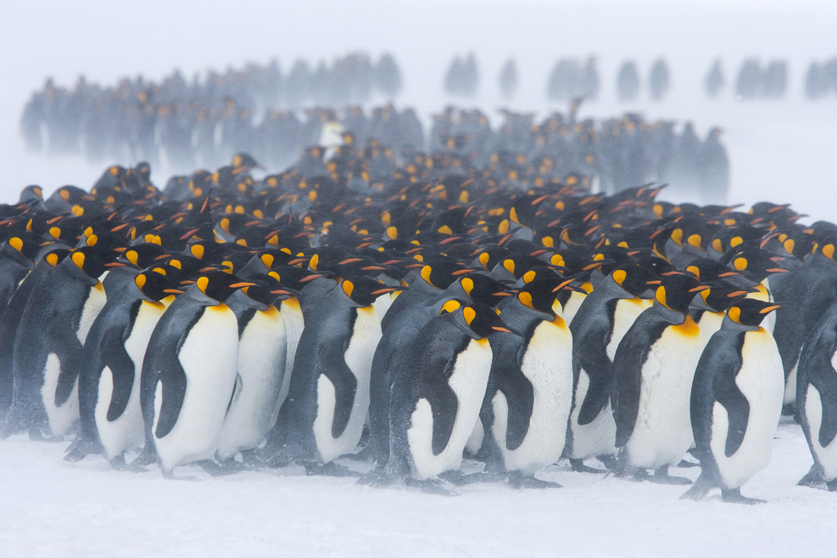 South Georgia South Sandwich Islands 6