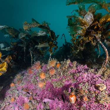 Dive polar kelp forests Image