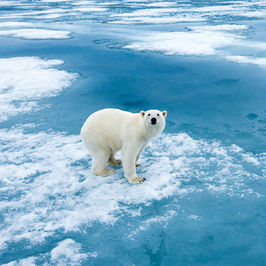 Spot polar bears patrolling the ice Image