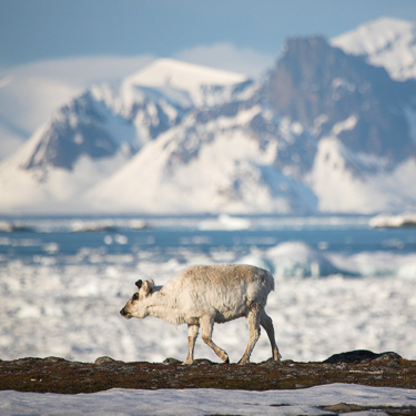 Arctic Diving Raindeer