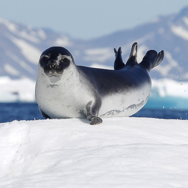 Arctic Diving Wildlife
