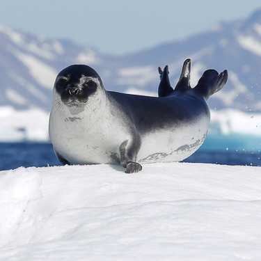 Explore the wildlife capital of the Arctic Image